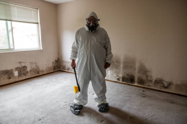 Professional Mold Removal in Elroy, NC