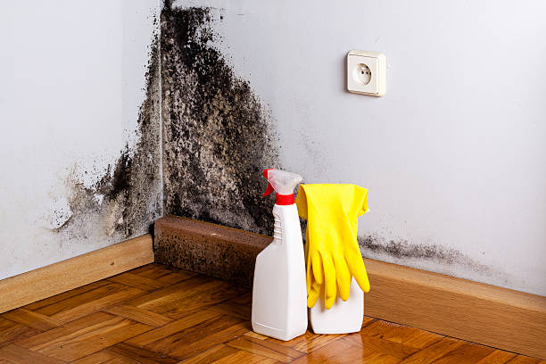 Best Mold Damage Repair  in Elroy, NC