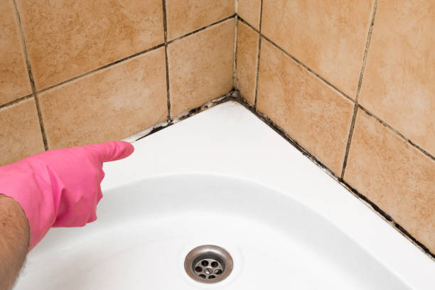 Mold Testing and Removal in Elroy, NC